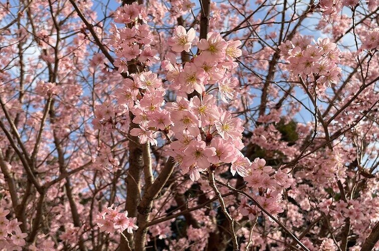 桜の写真