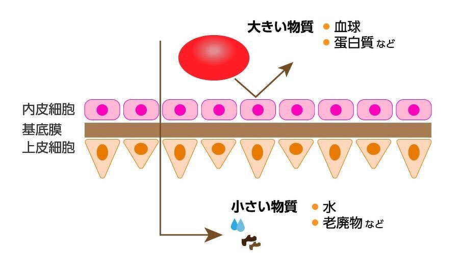 腎臓のはたらきの模式図