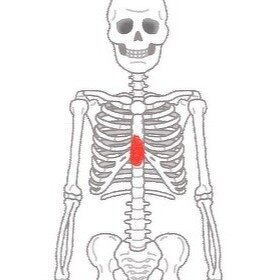 図1：人体骨格のイラスト