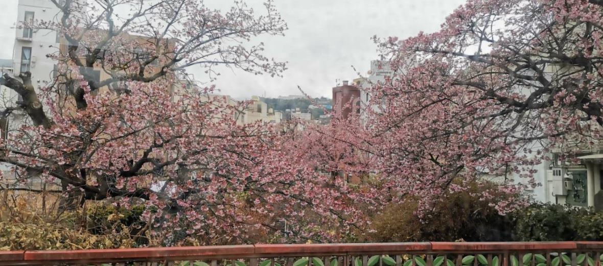 写真：満開の桜
