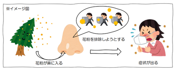 イメージ図：花粉が鼻に入る、花粉を排除しようとする、症状が出る